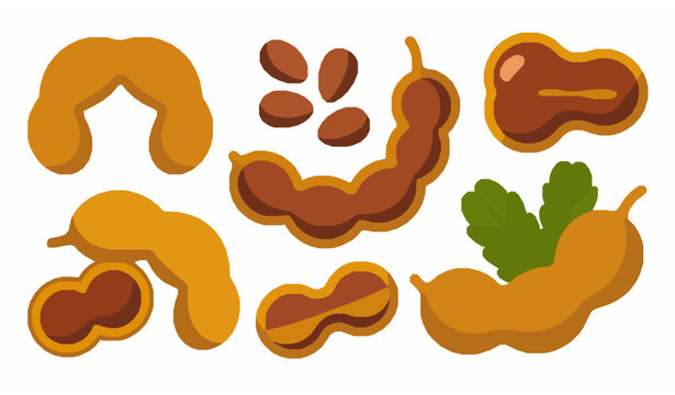 Cute Cartoon Tamarind Fruit Collection &ndash; Tropical Tamarind Pods and Seeds Vector Illustration