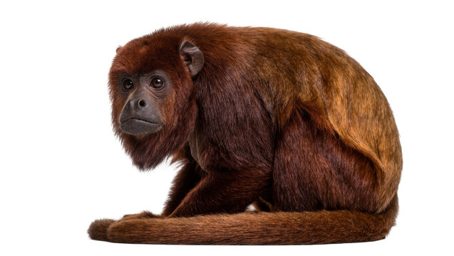 Brown howler monkey sitting, isolated on transparent background