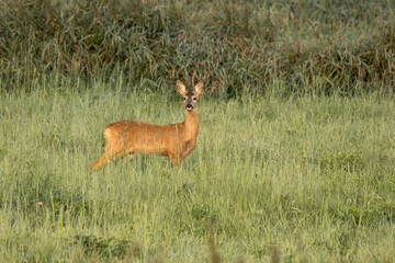 European roe deer Capreolus capreolus female standing in green summer meadow © AntiSTEP