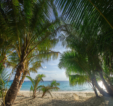 Maldives, Tropical beach view framed by coconut palm trees.