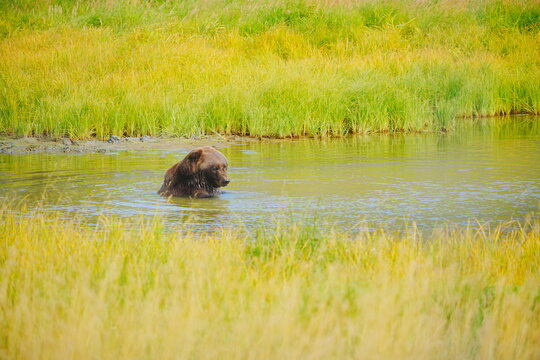 A brown bear (Grizzlies)  is taking shower and playing water in a Alaska pond 