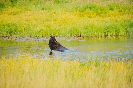 A brown bear (Grizzlies)  is taking shower and playing water in a Alaska pond 