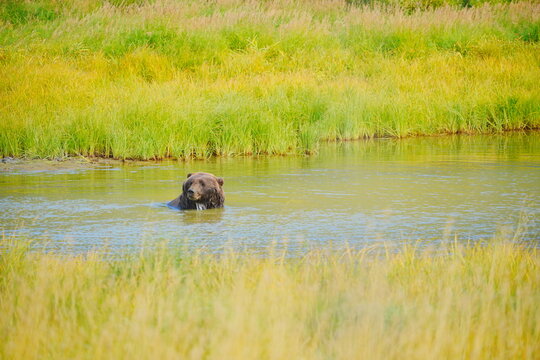 A brown bear (Grizzlies)  is taking shower and playing water in a Alaska pond 