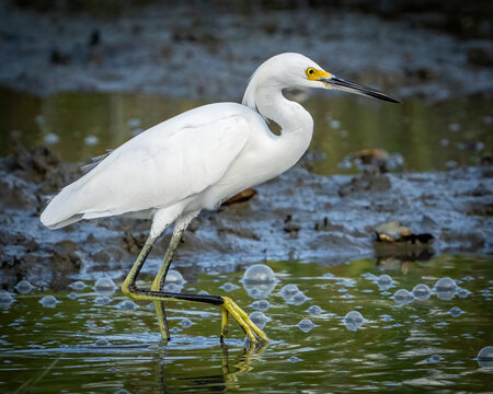 Snowy egret