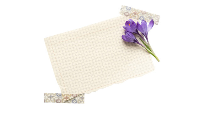 Purple crocuses on grid paper attached with decorative tape, isolated on transparent background