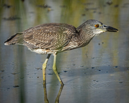 Juvenile yellow crowned night heron