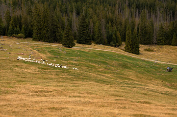 A flock of sheep grazing on the scenic Rusinowa Polana meadow in the Tatra Mountains of Poland © WellStock