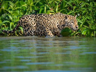 jaguar in the water © Agatha Carr