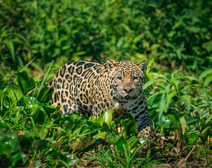 jaguar in the bush © Agatha Carr