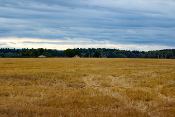 Fototapeta premium Vast golden mown field stretches towards the horizon under a dramatic moody sky with soft light illuminating the rural landscape and distant small houses nestled by the forest