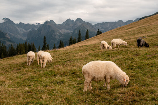 Flock of sheep grazing on a grassy mountain meadow in the scenic Tatra Mountains of Poland