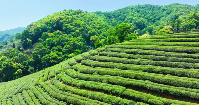 Terraced green tea plantation rows cover sloping hillsides under bright sunlight with dense forest in Hangzhou, Zhejiang, China.