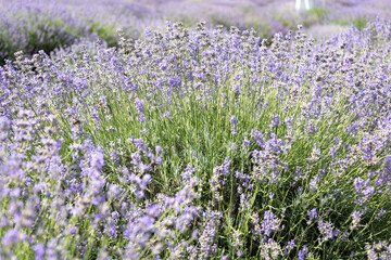 Fototapeta premium Beautiful blooming lavender field close up under the bright summer sun.