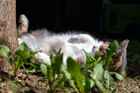 A beautiful, fluffy cat lying on its back on the grass
