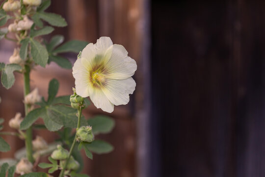 Close-up shot of a single blooming hollyhock flower, Alcea rosea, with creamy yellow petals and a dark center, on a stem.