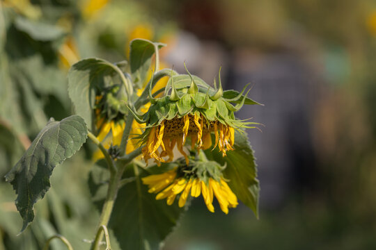 Close-up shot of a wilting sunflower with a drooping head and drying yellow petals at the end of summer.