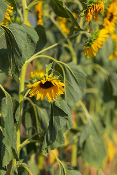 Vertical close-up shot of a drooping yellow sunflower bloom with large green leaves on a sunny field in late summer.