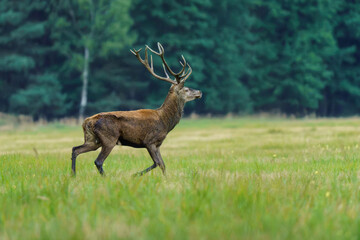 Dostojny jeleń szlachetny (Cervus elaphus) z okazałym porożem kroczący po zielonej polanie na tle lasu. Dzika przyroda Polski w okresie rykowiska, do projektów edukacyjnych i ekologicznych. © Henryk Niestrój