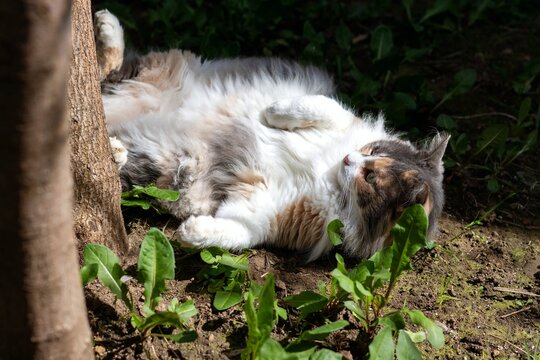 A horizontal shot of a beautiful, fluffy cat resting and playing as it lies on the grass under the trees