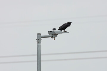 Obraz premium raven, australian raven, crow, black bird, bird, animal, wildlife, fauna, body, feathers, wings, head, beak, feet, legs, tail, new south wales, australia, scenery, scenic, nature, outdoors, outside, e