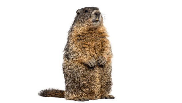 Fluffy brown groundhog standing upright looking alert, isolated on transparent background