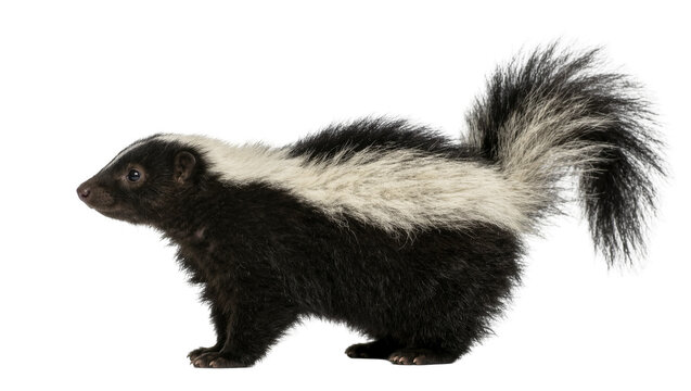 Black and white striped skunk standing, isolated on transparent background