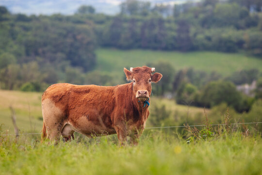 Limousine cow  in a field near Najac - France