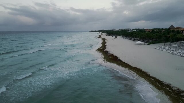 Overcast aerial sweep along a coastline choked with sargassum seaweed