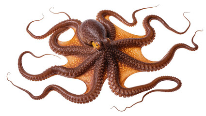 Brown octopus with orange underside fully spread tentacles, isolated on transparent background © Sean