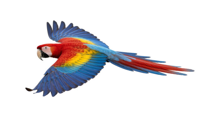 Vibrant scarlet macaw parrot with blue and yellow feathers in flight, isolated on transparent background