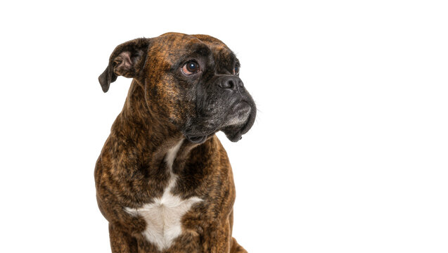 Brindle boxer dog with white chest patch looking away, isolated on transparent background