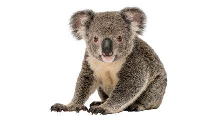 Fluffy grey koala sitting, isolated on transparent background © Sean