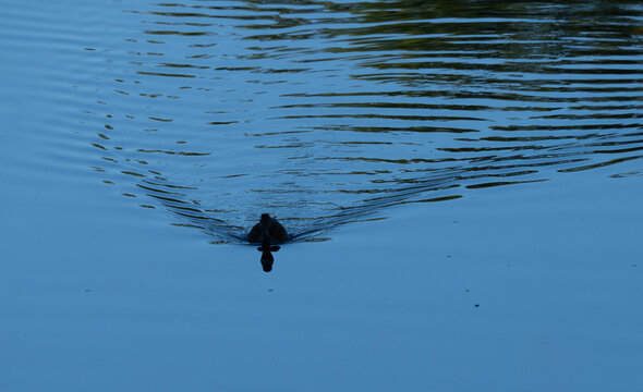 early morning mallard swimming upriver