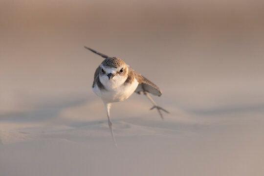 Kentish Plover (Charadrius alexandrinus) Calling with Open Beak Profile View