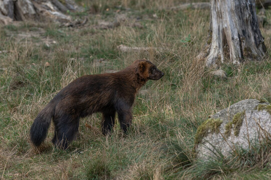 Wolverine (Gulo gulo) observes surroundings in a forest during autumn.