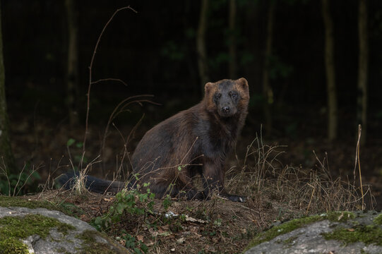 Wolverine (Gulo gulo) observes surroundings in a forest during autumn.