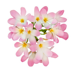 Pink plumeria flowers isolated on white. Tropical plant © New Africa