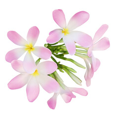 Pink plumeria flowers isolated on white. Tropical plant © New Africa