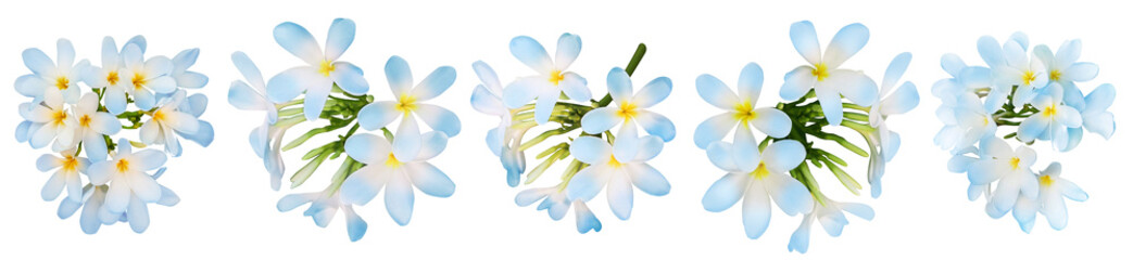 Blue plumeria flowers isolated on white, set. Tropical plant © New Africa