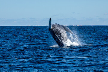 Humpback Whale Breaching at Stellwagen Bank, Massachusetts © Wayne