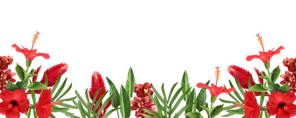 Bright red tropical flowers and green leaves against white background. Banner design © New Africa