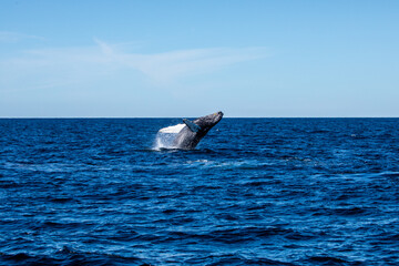 Humpback Whale Breaching at Stellwagen Bank, Massachusetts © Wayne