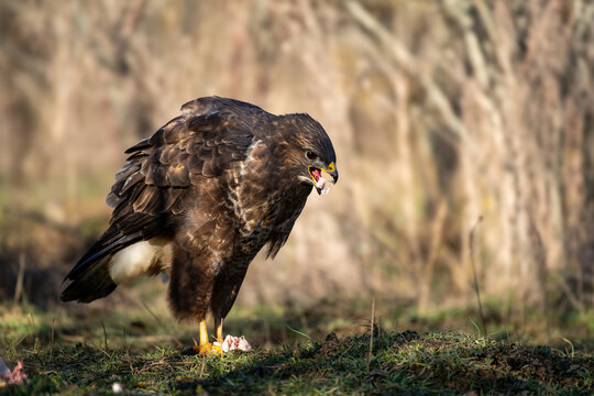 Common buzzard (Buteo buteo) feeding on prey on the ground, bird of prey in natural habitat.