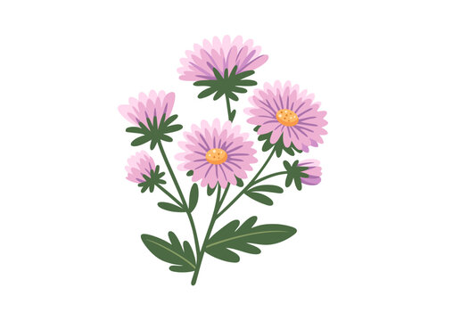 Aster, flat colored vector illustration