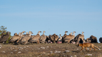 Obraz premium Red fox and flock of griffon vultures feeding on a carcass