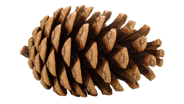 Brown pine cone with detailed woody scales, isolated on transparent background