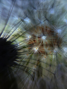 macro of dandelion flower seed head in unique view of underside with silhouetted part