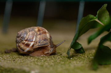 Commercial stock photo of a garden snail crawling on moss near a green leaf © Михаил Шорохов