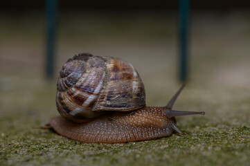 Commercial stock photo of a garden snail crawling on a mossy stone surface © Михаил Шорохов