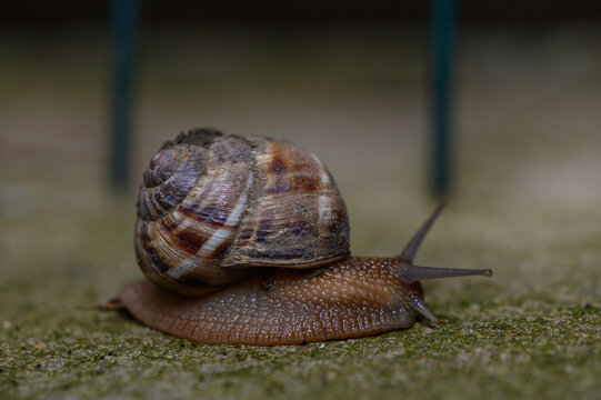 Commercial stock photo of a garden snail crawling on a mossy stone surface